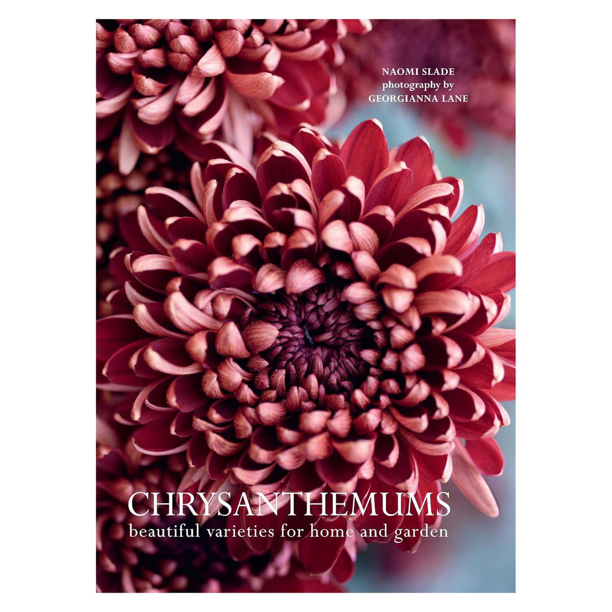 Chrysanthemums, Beautiful Varieties For Home &amp; Garden Eleish Van Breems Home